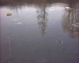 Inquinamento 24-02-05 010.jpg